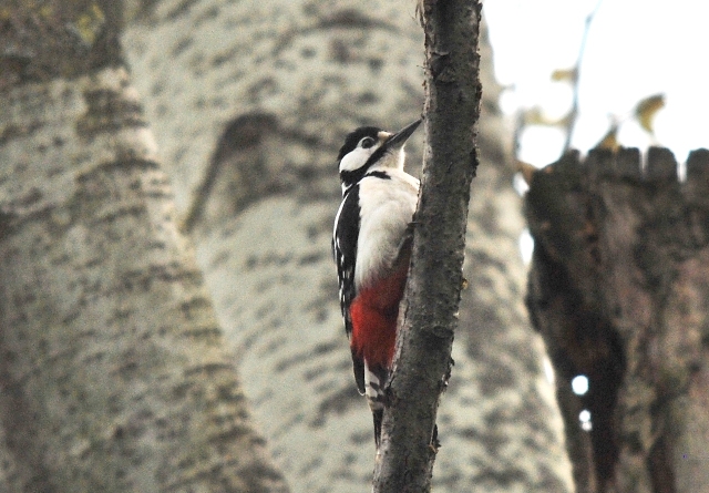 Picchio rosso maggiore